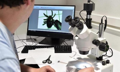 تحذيرات من جائحة جديدة تشبه كورونا تنتقل عبر حشرة تمص الدم