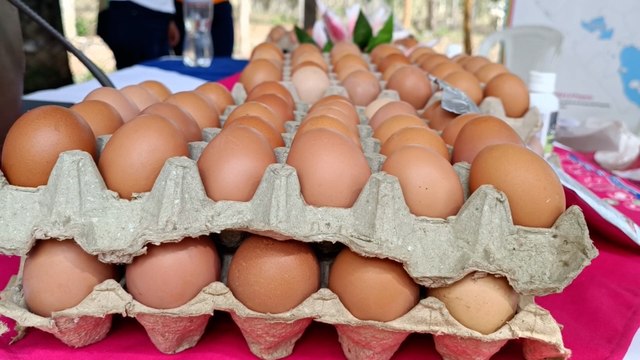 Mefcca entrega granja de gallinas ponedoras a protagonistas de Nueva Segovia