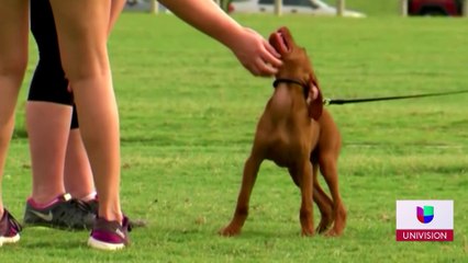 Breves Laredo Noticias 27