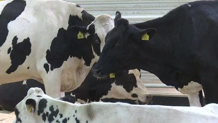 A court de lait, le Qatar importe des vaches par avion
