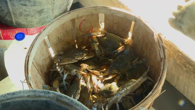 USA: les crabes bleus soutiennent l'économie du Maryland