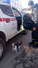 Perrito se convierte en héroe en la guerra Rusia-Ucrania