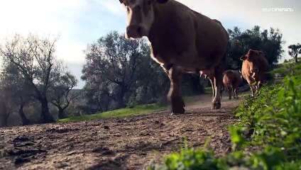 Pulso contra el litio en el norte de Portugal | ¿Apuesta de futuro o riesgo medioambiental?