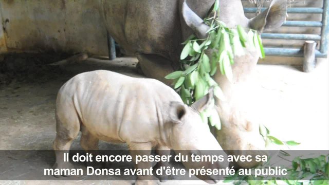 Présentation d'un bébé rhinocéros blanc au zoo de Singapour