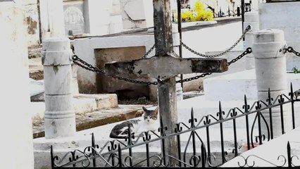 Pacte avec le diable? Des chats gardiens de tombes en Colombie