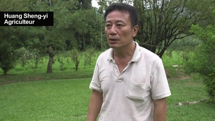 Le dur combat de Taïwan contre l'addiction à la noix de bétel