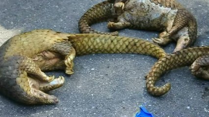 Indonésie: 101 pangolins vivants saisis sur un bateau
