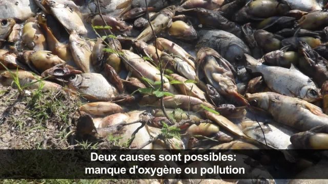 Paraguay:Des milliers de poissons trouvés morts dans une rivière