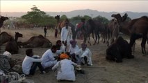 Ouverture de la foire aux chameaux de Pushkar, en Inde