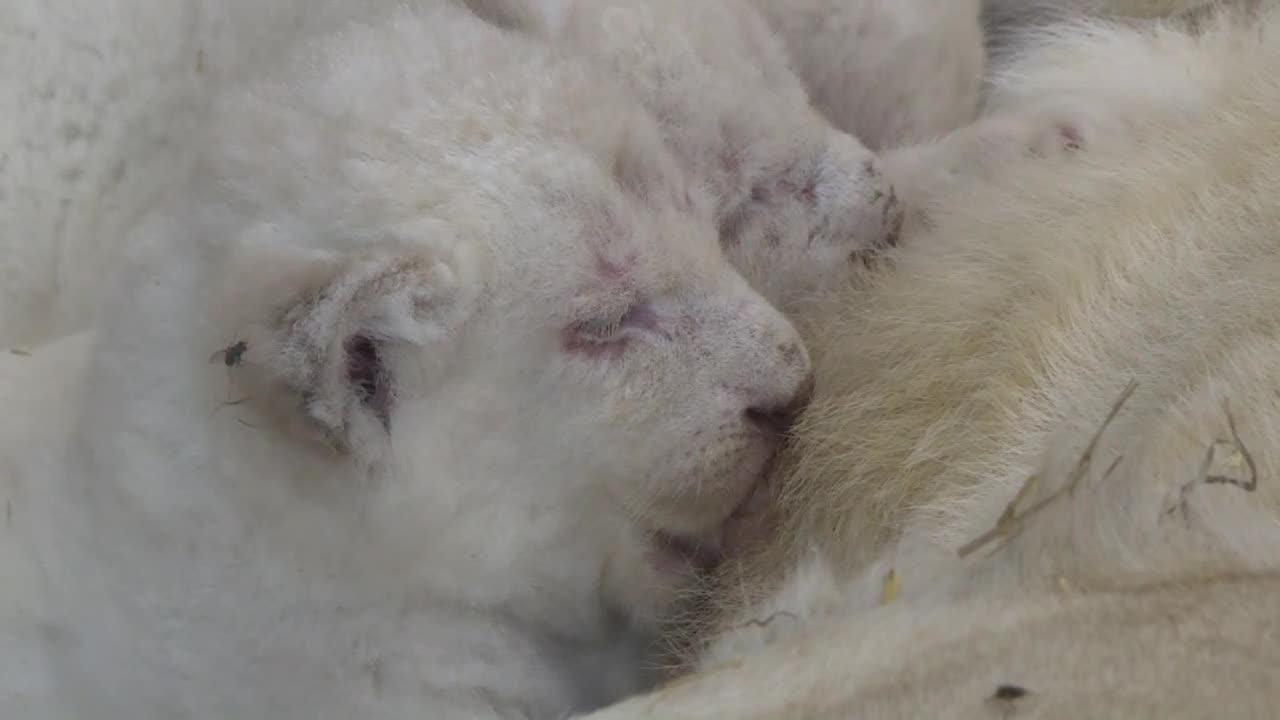 Naissances de 4 bébés lions blancs au Zoo d'Amnéville