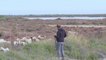 Dans le Gard, un berger et son troupeau entre pinèdes et lagunes
