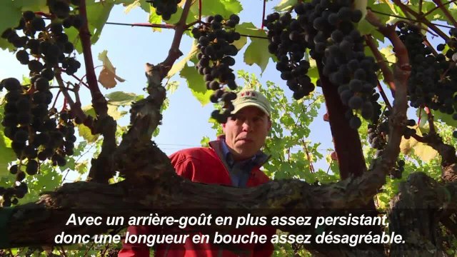 A Napa et Sonoma, des vignes intactes au milieu du chaos