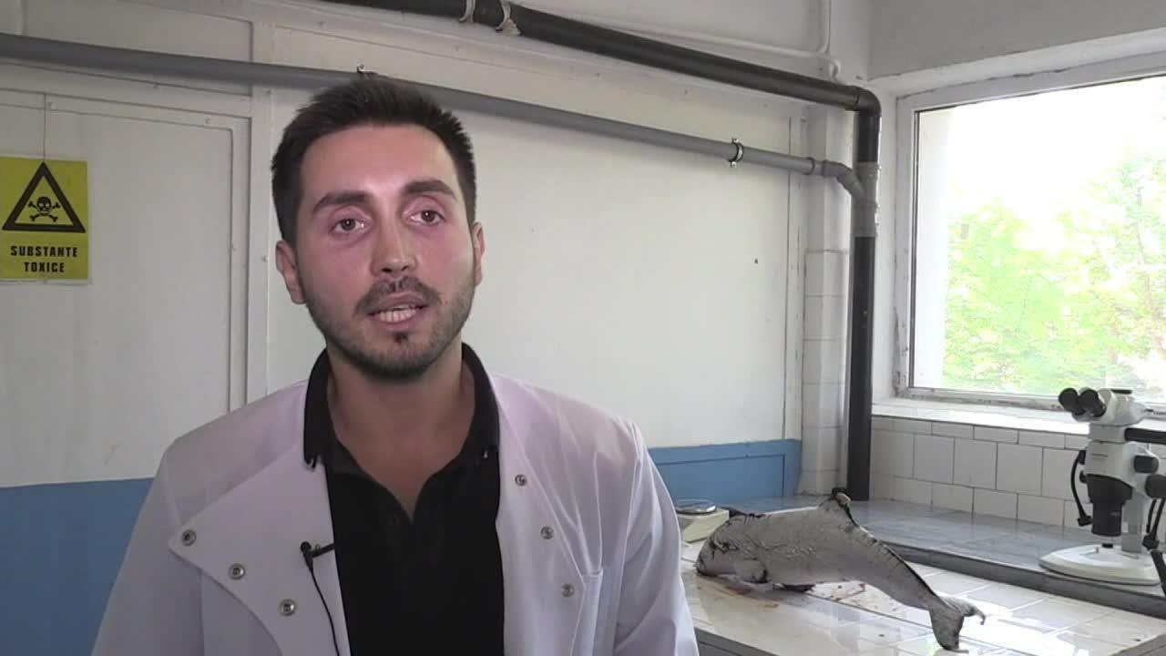 La saison meurtrière des dauphins de la mer Noire