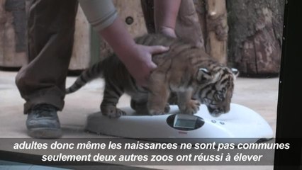 Prague: présentation de deux bébés tigres de Malaisie