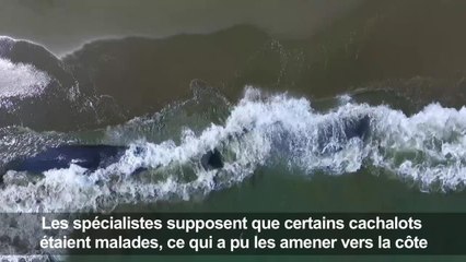 Indonésie: quatre grands cachalots morts échoués sur une plage