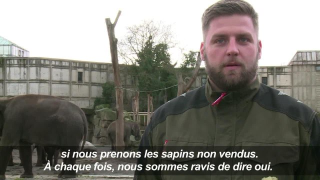 Festin de sapins de Noël pour les éléphants de Berlin