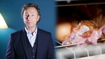 Stéphane Bern dénonce l’élevage des poules en batterie dans une vidéo de L214