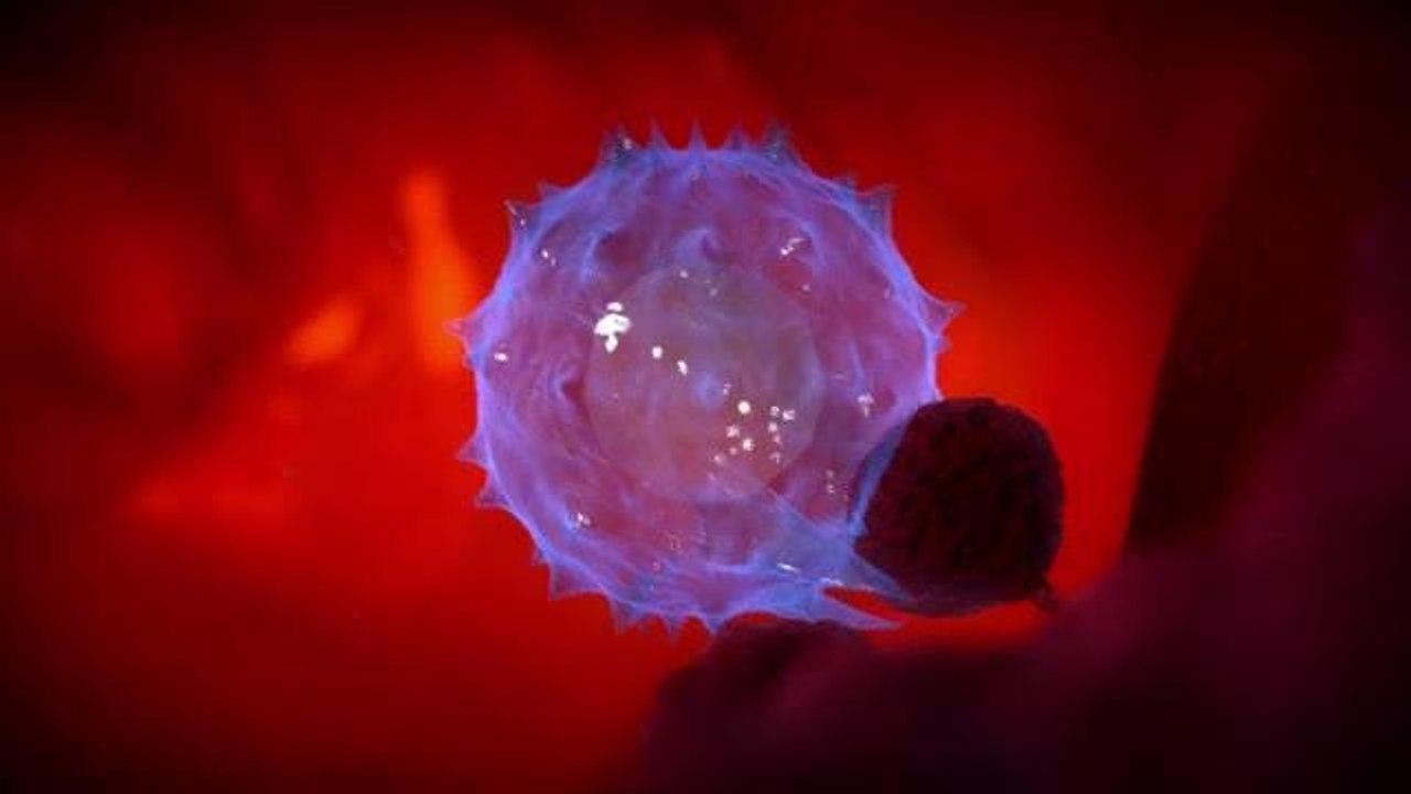 Vaccination et sytème immunitaire