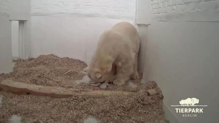 Le bébé ours polaire de Berlin a ouvert les yeux