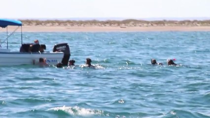 Nager avec des requins-baleines: au Mexique, c'est possible !