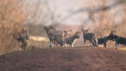Première sortie des chiots sauvages d'Afrique du zoo de Chester