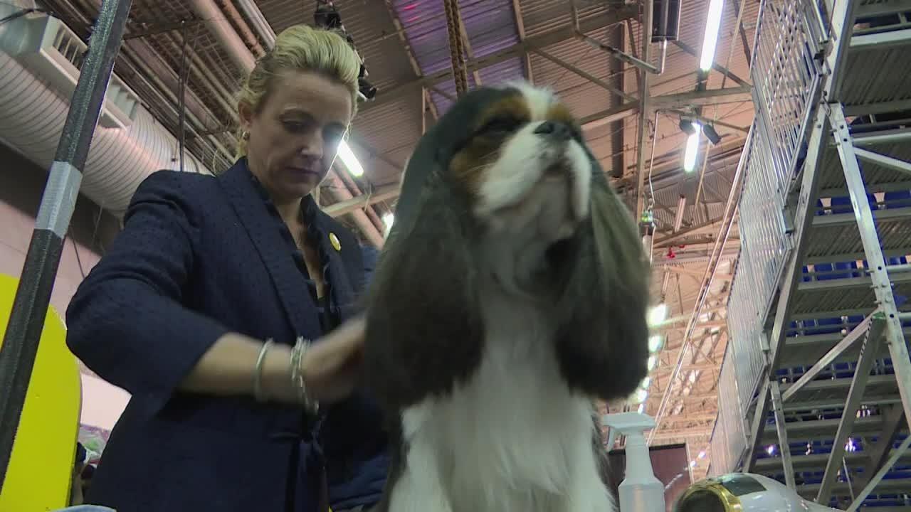 Le concours canin de New York, une affaire de professionnels