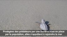 Singapour: naissance d une centaine de tortues protges
