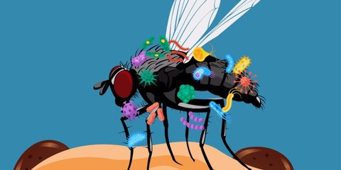 Voici ce qu'il se passe lorsqu'une mouche se pose sur votre nourriture