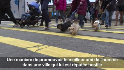 Des teckels au premier "défilé de saucisses" de Hong Kong