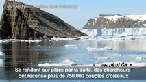 Antarctique: découverte de 1,5 million de manchots Adélie