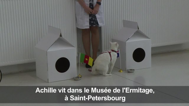 ARCHIVES: Achille, chat sourd, pronostiqueur officiel du Mondial