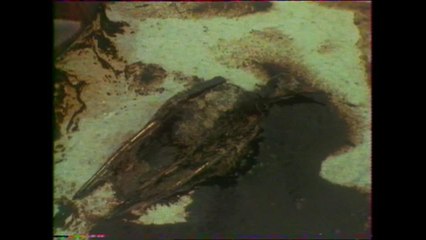 ARCHIVES Il y a 40 ans, l'Amoco Cadiz s'échouait en Bretagne