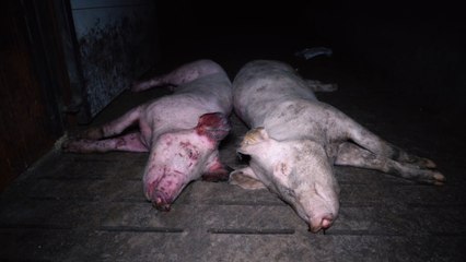 L214 : une nouvelle vidéo choc sur un élevage porcin