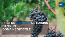 Gironde : ils volent des raisins pour augmenter la production d’un château local