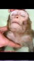 Pet monkey combing his hair