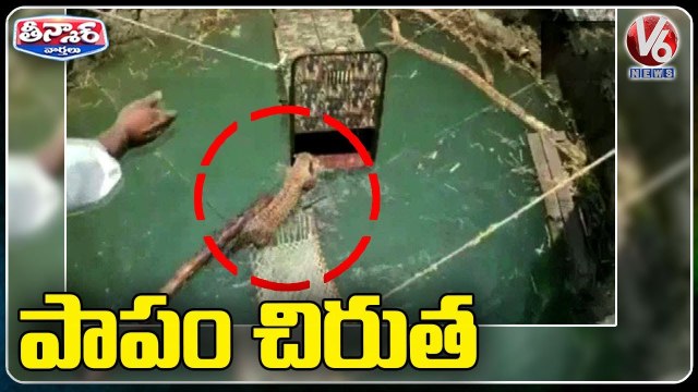Leopard Rescued from a Well after a Three Hour Operation in Maharashtra | V6 Teenmaar