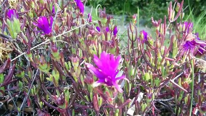 Under-Appreciated Flowers in Japan!