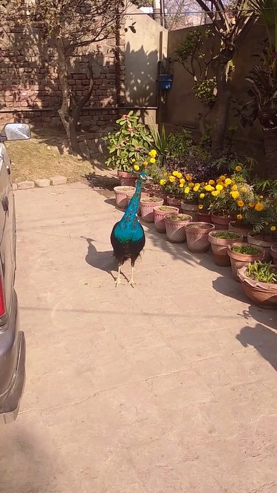 Bird's