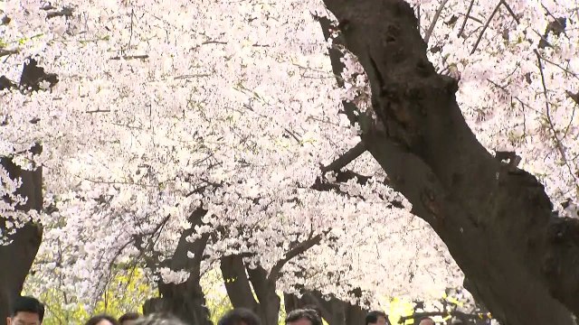 [날씨] 여의도 벚꽃길 3년 만에 열려...따뜻한 봄 / YTN