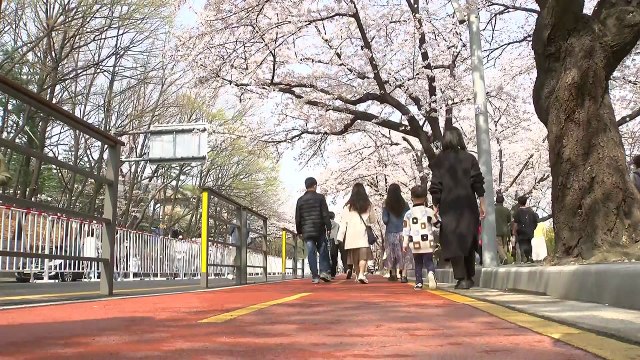 [날씨] 3년 만에 열린 여의도 벚꽃길...영동 산불 비상 / YTN