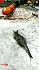 Cat cat funny vs coq 