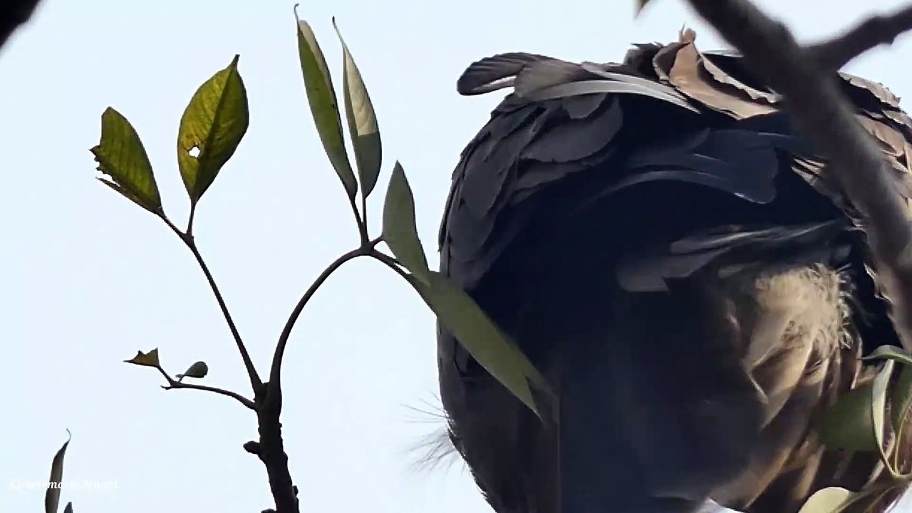 Black Kite - The Beautiful Indian Kite