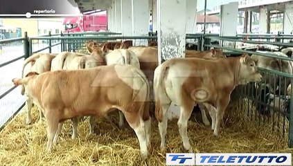 Video News - TORNA LOMBARDIA CARNE