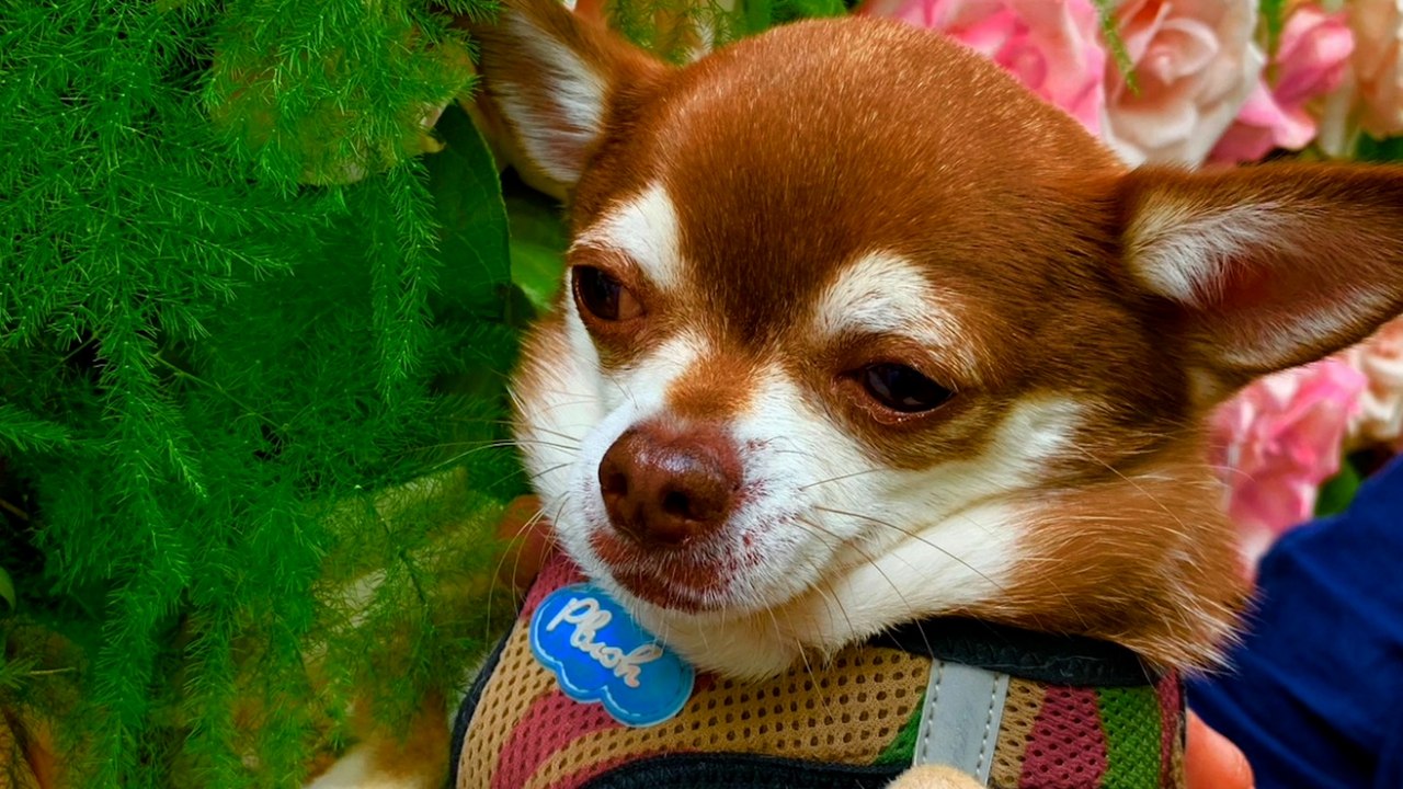 Pistache, le chihuahua, tué par un cycliste en forêt : «Il a ciblé mon chien parce qu’il était le plus petit» confie sa propriétaire