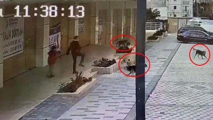 Servis bekleyen çocuğa sokak köpekleri saldırdı! Babanın mücadelesi anbean kamerada