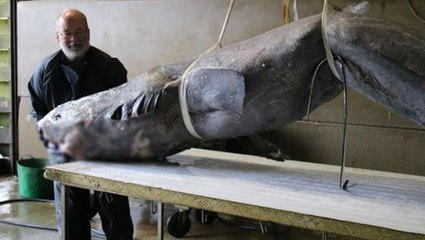 100 yıllık köpek balığının içini açan uzmanların ilk sözleri, "Dünya tarihi böyle bir şey görmedi" oldu