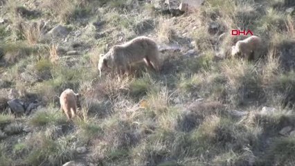 ERZURUM'DA KIŞ UYKUSUNDAN UYUNAN AYILAR AİLECE YİYECEK TURUNA ÇIKTI