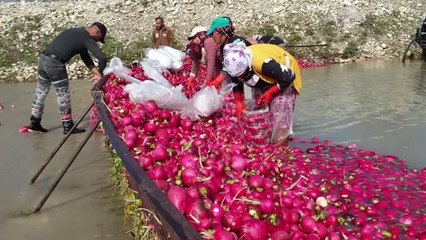 Turp hasadı sona erdi