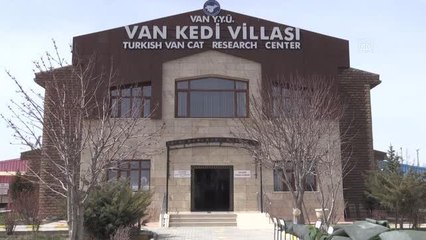 Van kedilerinin popülasyonu artıyor