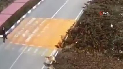 Van'da korku dolu anlar... Minibüs bekleyen kız öğrenci, 7 köpeğin saldırısına uğradı